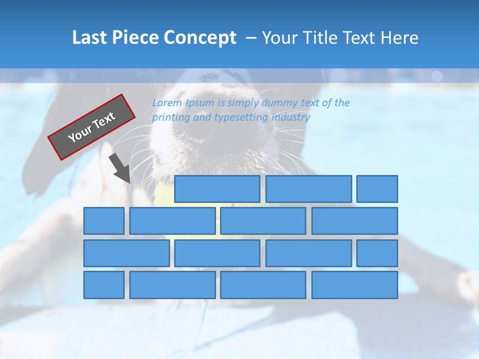 A Black And White Dog Holding A Tennis Ball In Its Mouth PowerPoint Template