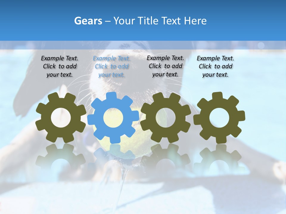 A Black And White Dog Holding A Tennis Ball In Its Mouth PowerPoint Template