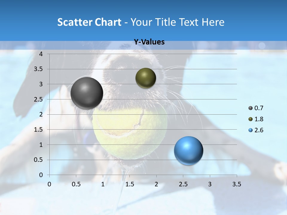 A Black And White Dog Holding A Tennis Ball In Its Mouth PowerPoint Template