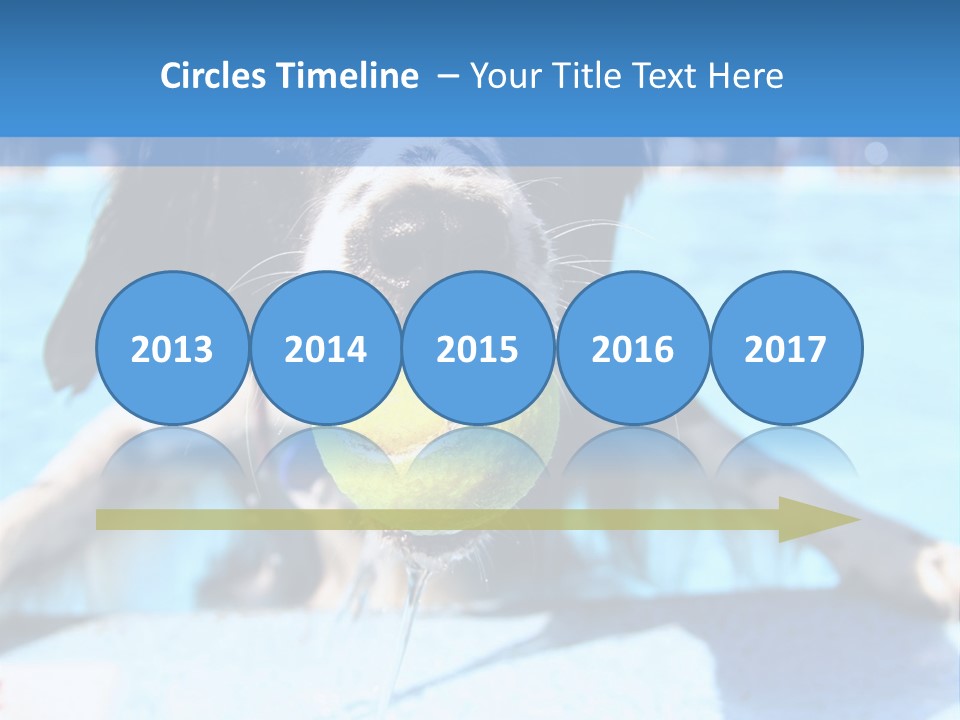 A Black And White Dog Holding A Tennis Ball In Its Mouth PowerPoint Template