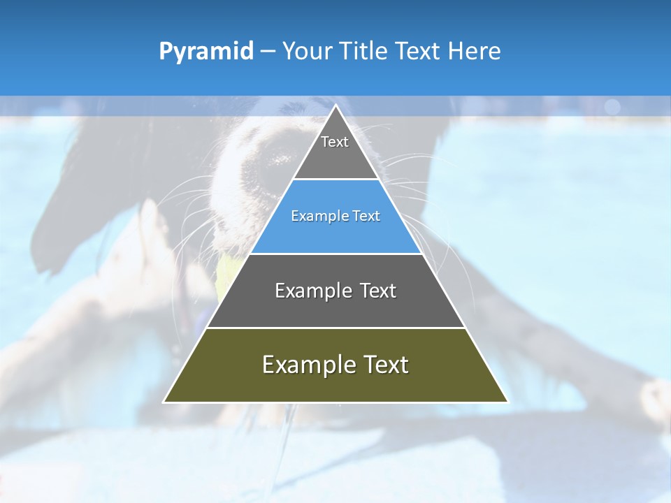 A Black And White Dog Holding A Tennis Ball In Its Mouth PowerPoint Template