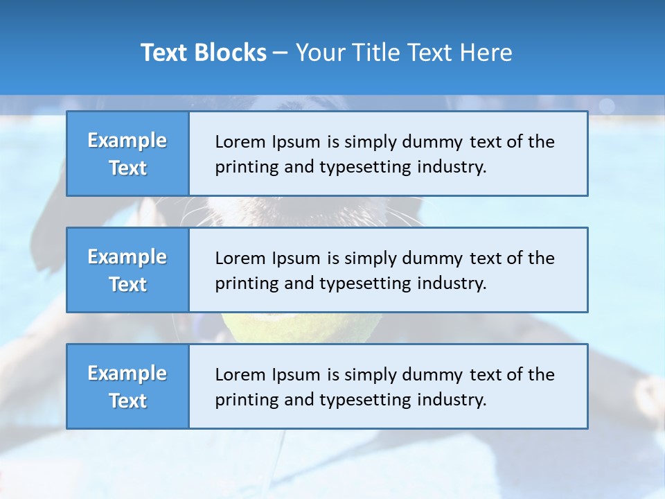 A Black And White Dog Holding A Tennis Ball In Its Mouth PowerPoint Template