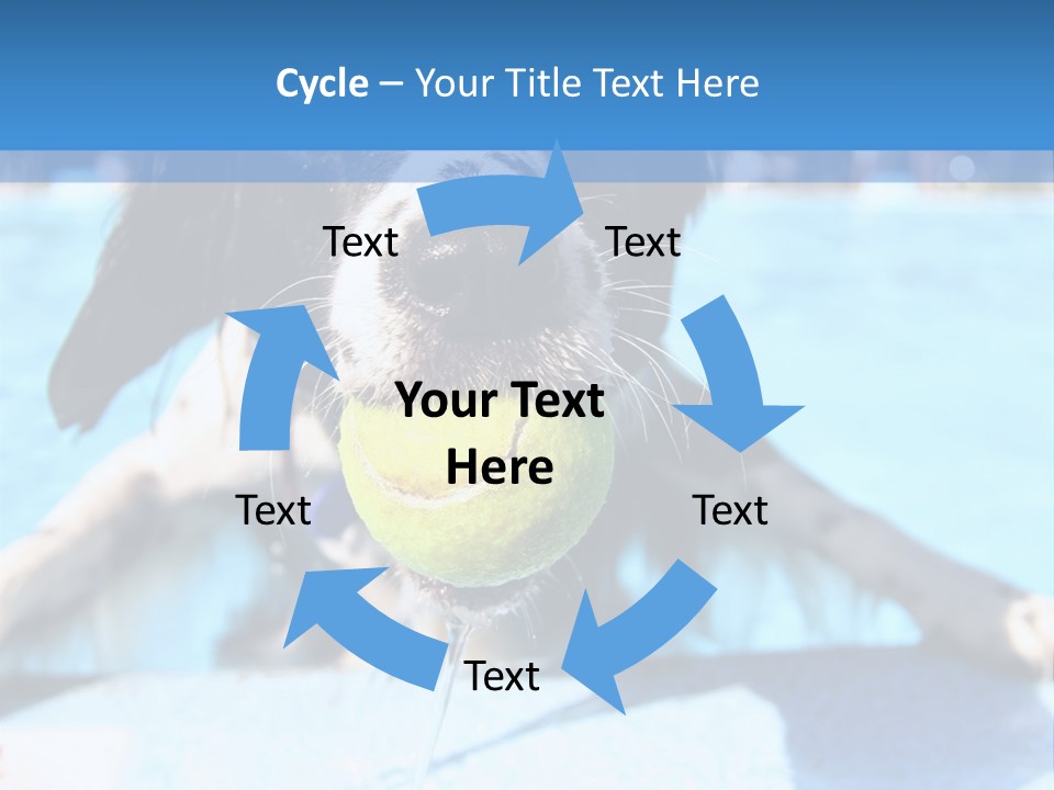 A Black And White Dog Holding A Tennis Ball In Its Mouth PowerPoint Template