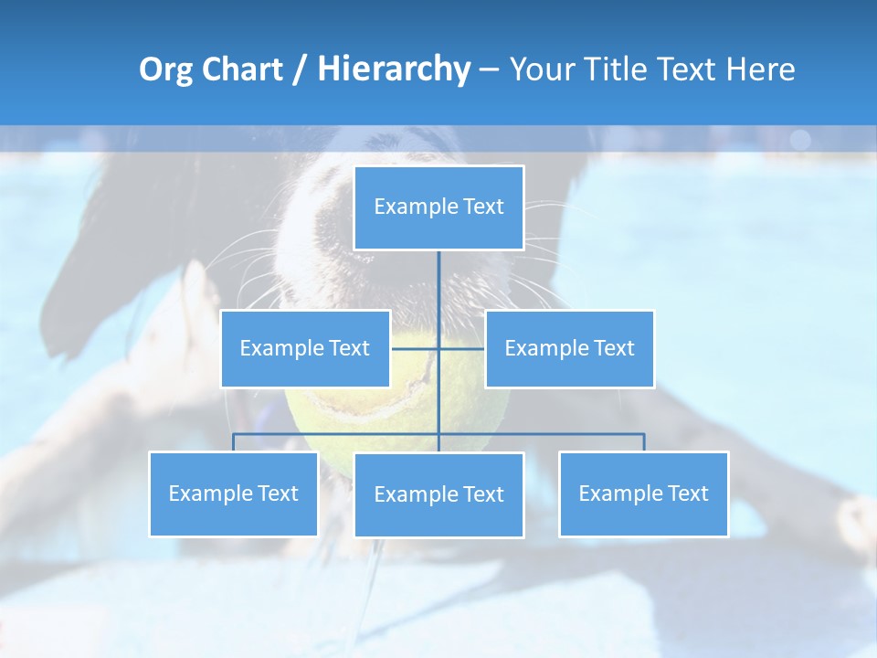 A Black And White Dog Holding A Tennis Ball In Its Mouth PowerPoint Template