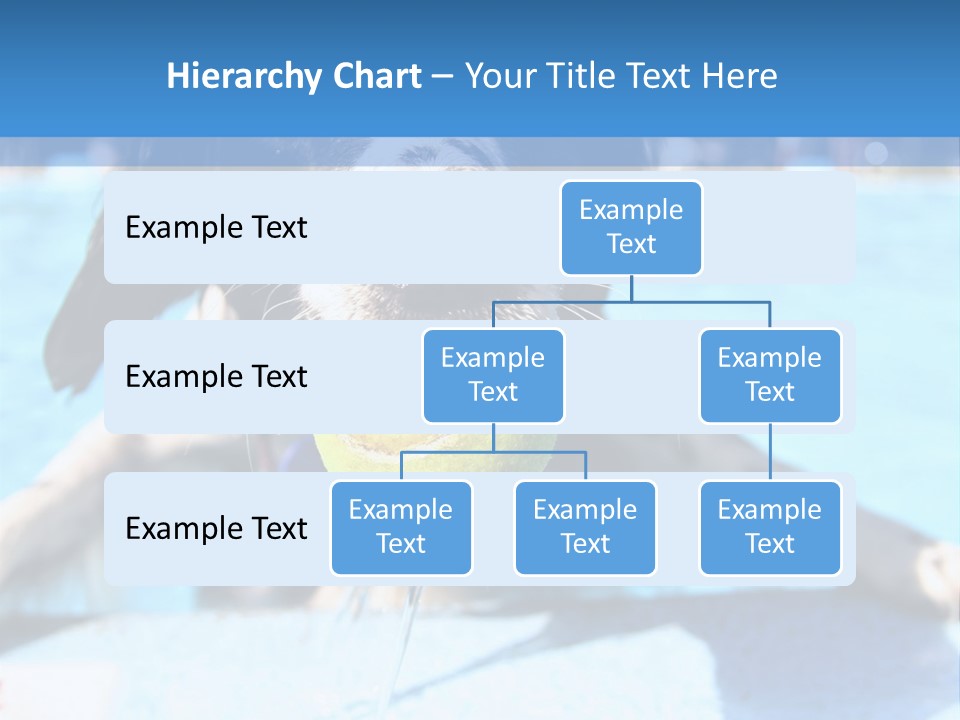 A Black And White Dog Holding A Tennis Ball In Its Mouth PowerPoint Template