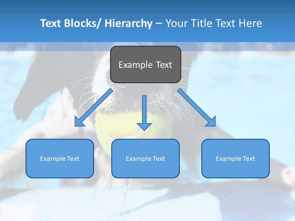 A Black And White Dog Holding A Tennis Ball In Its Mouth PowerPoint Template