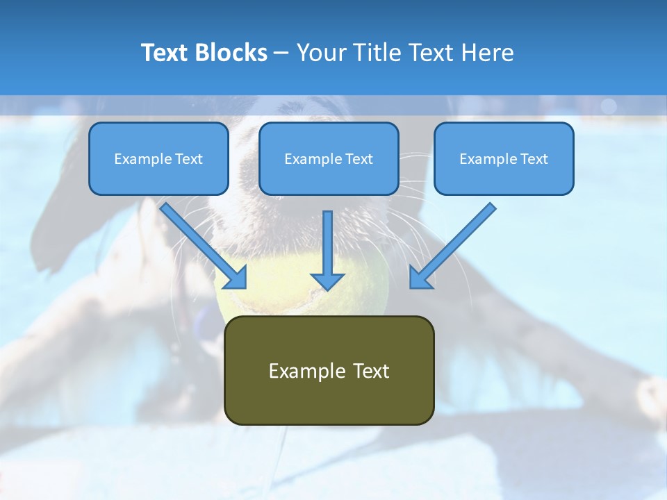 A Black And White Dog Holding A Tennis Ball In Its Mouth PowerPoint Template