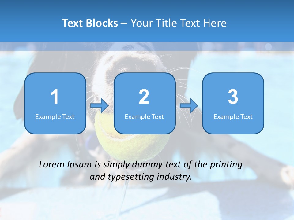 A Black And White Dog Holding A Tennis Ball In Its Mouth PowerPoint Template