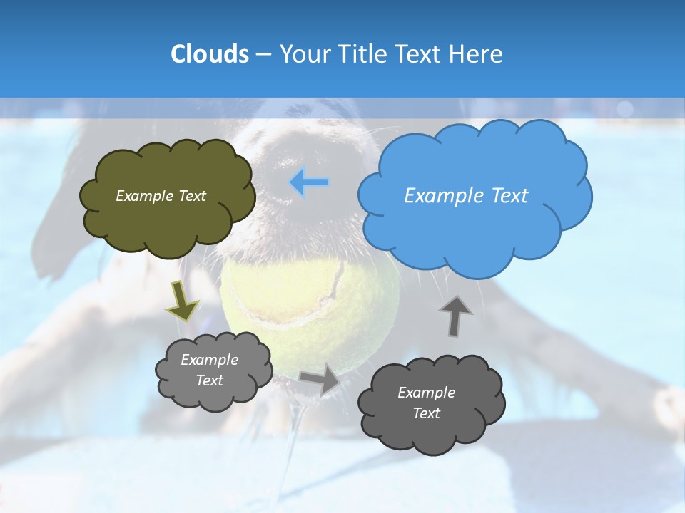 A Black And White Dog Holding A Tennis Ball In Its Mouth PowerPoint Template