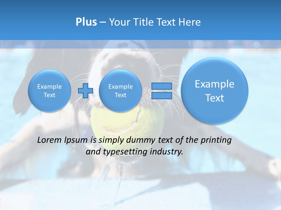 A Black And White Dog Holding A Tennis Ball In Its Mouth PowerPoint Template