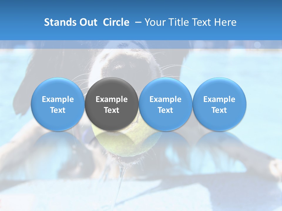 A Black And White Dog Holding A Tennis Ball In Its Mouth PowerPoint Template