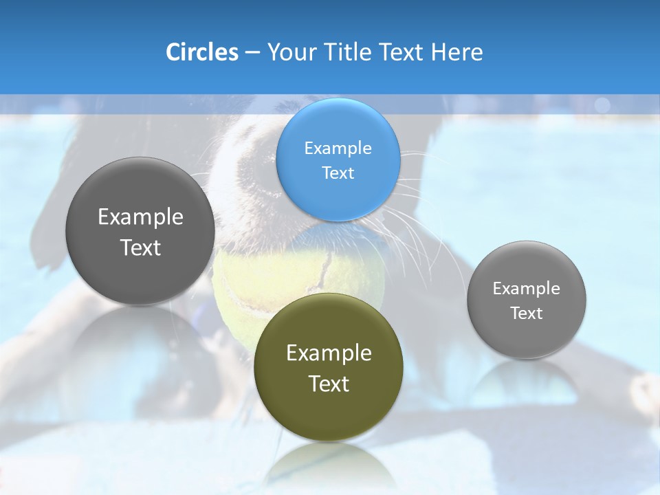 A Black And White Dog Holding A Tennis Ball In Its Mouth PowerPoint Template