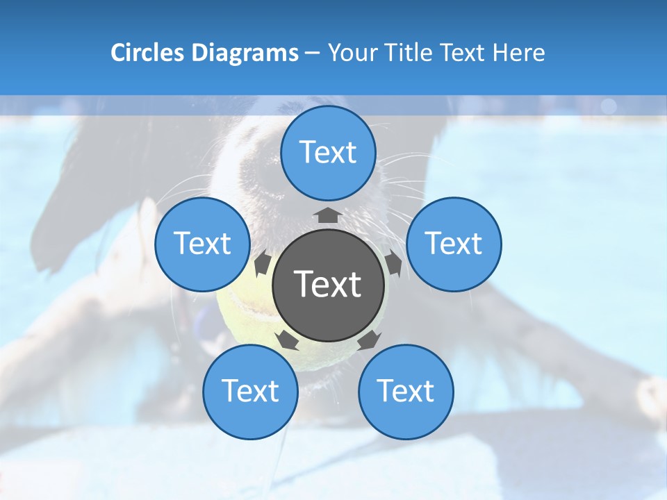 A Black And White Dog Holding A Tennis Ball In Its Mouth PowerPoint Template