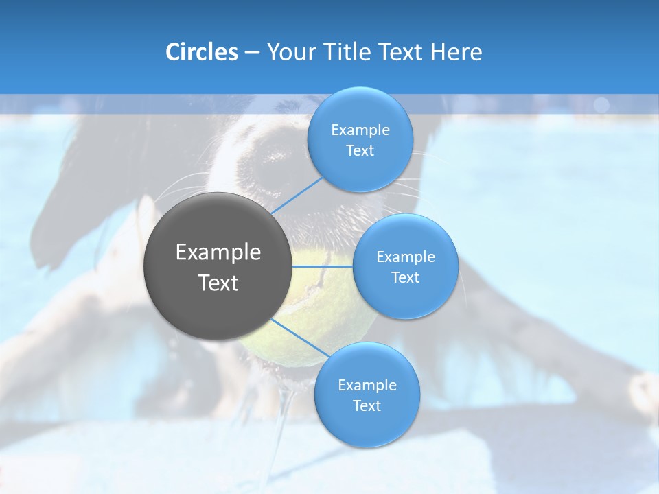 A Black And White Dog Holding A Tennis Ball In Its Mouth PowerPoint Template