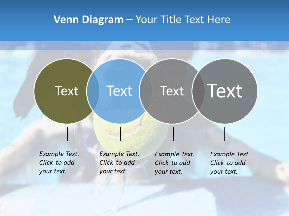 A Black And White Dog Holding A Tennis Ball In Its Mouth PowerPoint Template
