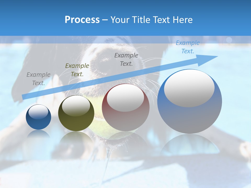 A Black And White Dog Holding A Tennis Ball In Its Mouth PowerPoint Template