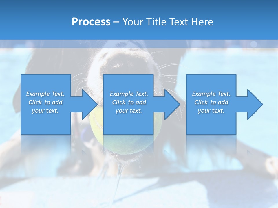 A Black And White Dog Holding A Tennis Ball In Its Mouth PowerPoint Template