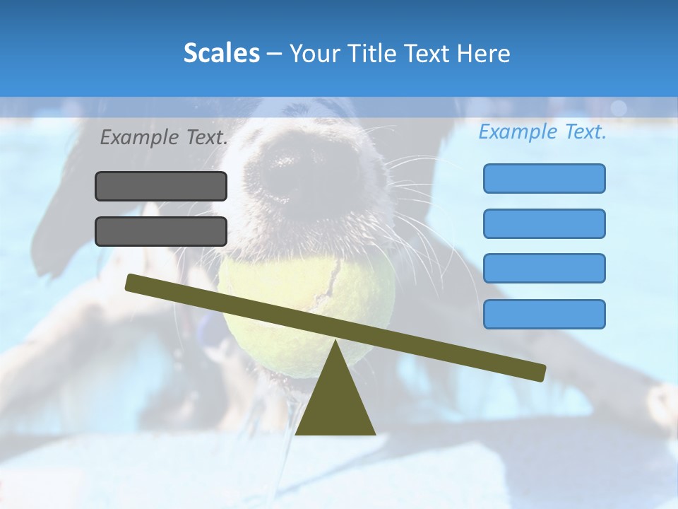 A Black And White Dog Holding A Tennis Ball In Its Mouth PowerPoint Template