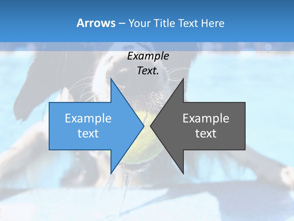 A Black And White Dog Holding A Tennis Ball In Its Mouth PowerPoint Template