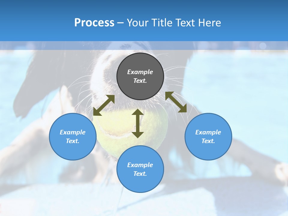 A Black And White Dog Holding A Tennis Ball In Its Mouth PowerPoint Template