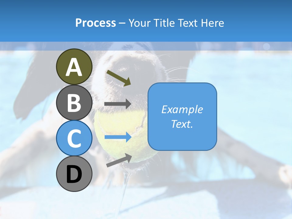 A Black And White Dog Holding A Tennis Ball In Its Mouth PowerPoint Template