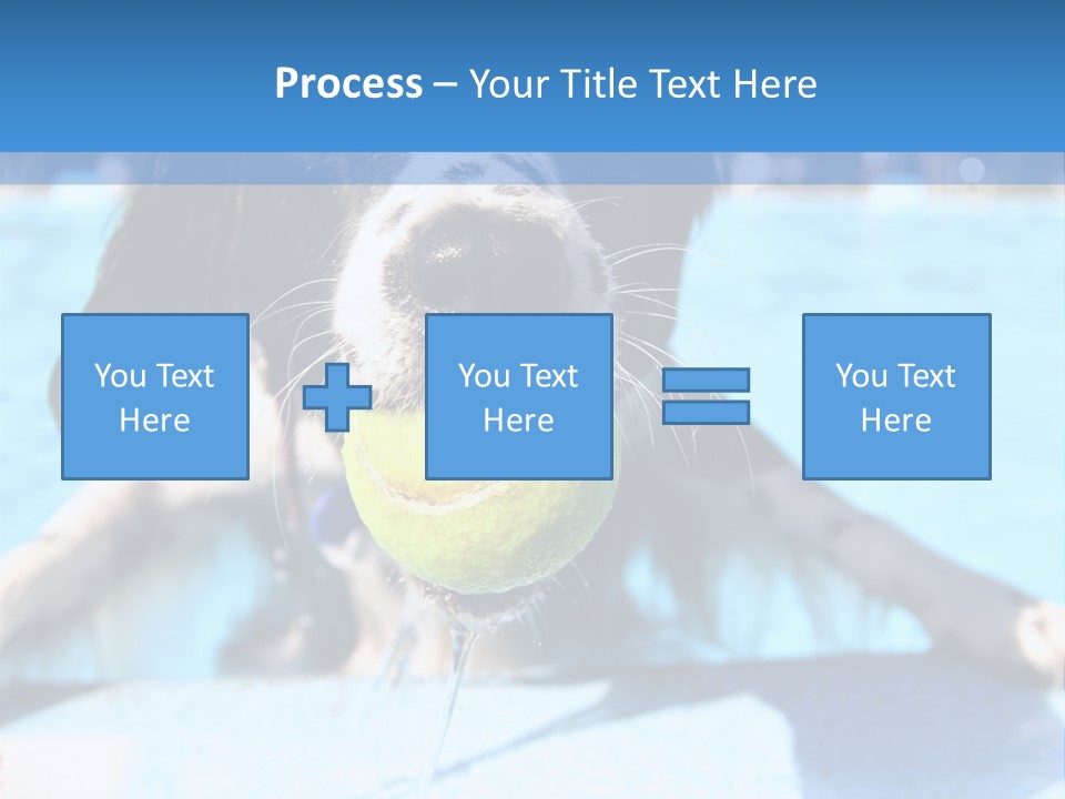 A Black And White Dog Holding A Tennis Ball In Its Mouth PowerPoint Template