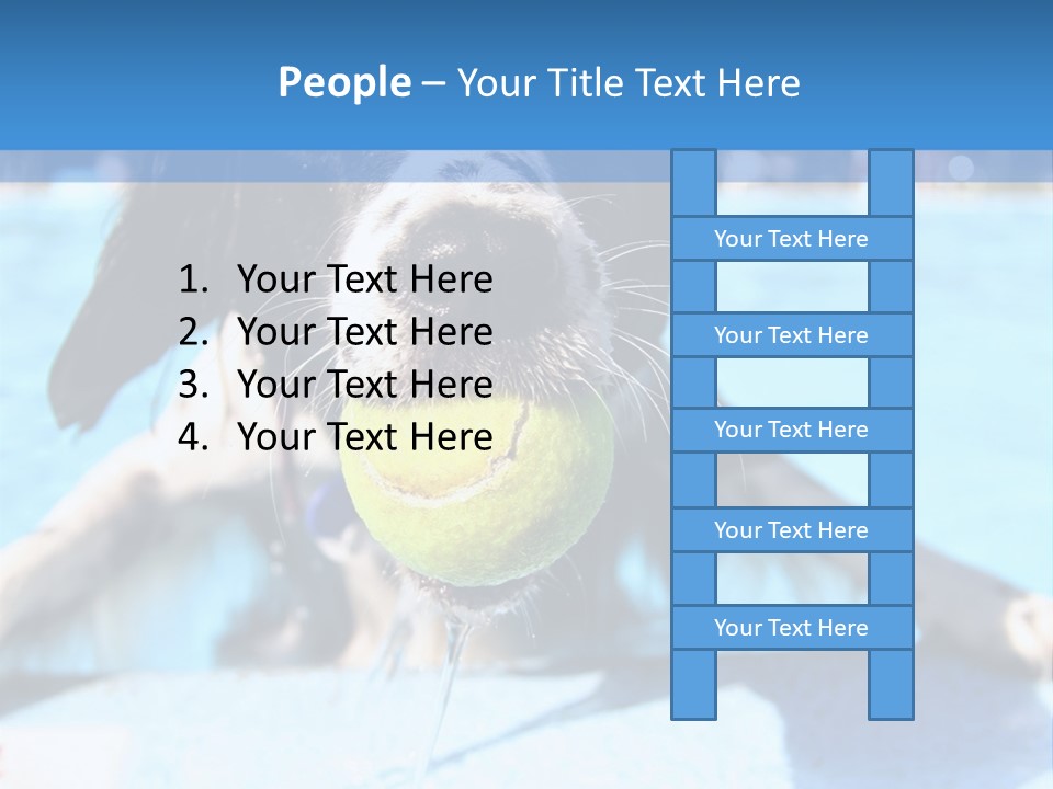 A Black And White Dog Holding A Tennis Ball In Its Mouth PowerPoint Template