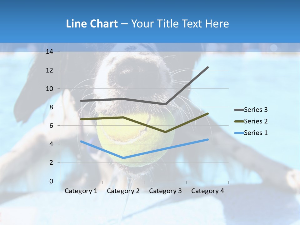 A Black And White Dog Holding A Tennis Ball In Its Mouth PowerPoint Template