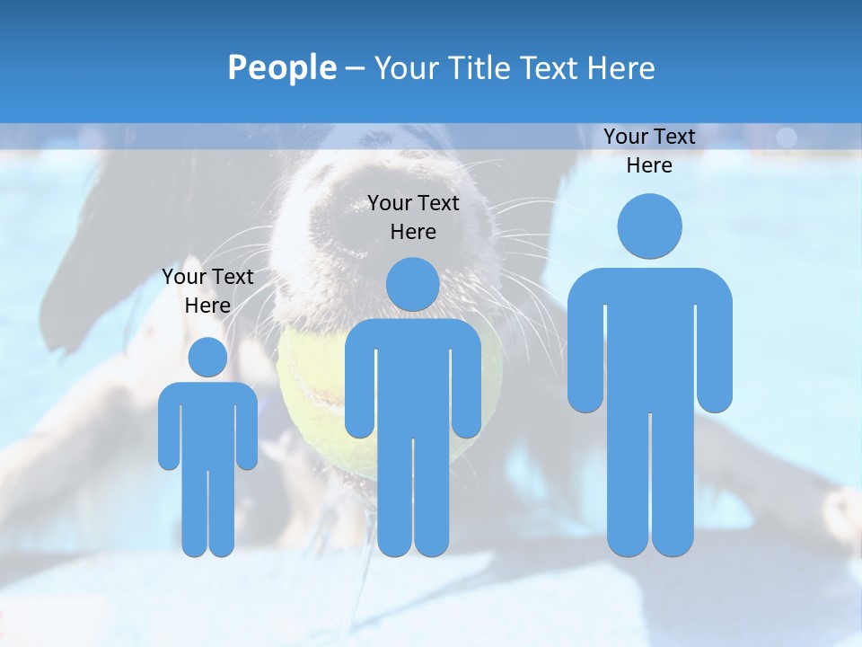 A Black And White Dog Holding A Tennis Ball In Its Mouth PowerPoint Template