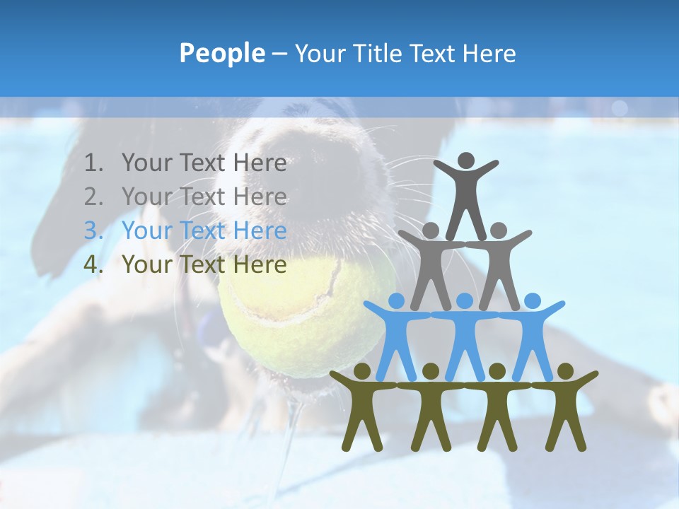 A Black And White Dog Holding A Tennis Ball In Its Mouth PowerPoint Template