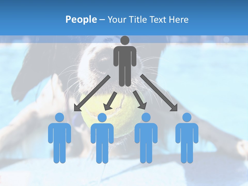 A Black And White Dog Holding A Tennis Ball In Its Mouth PowerPoint Template