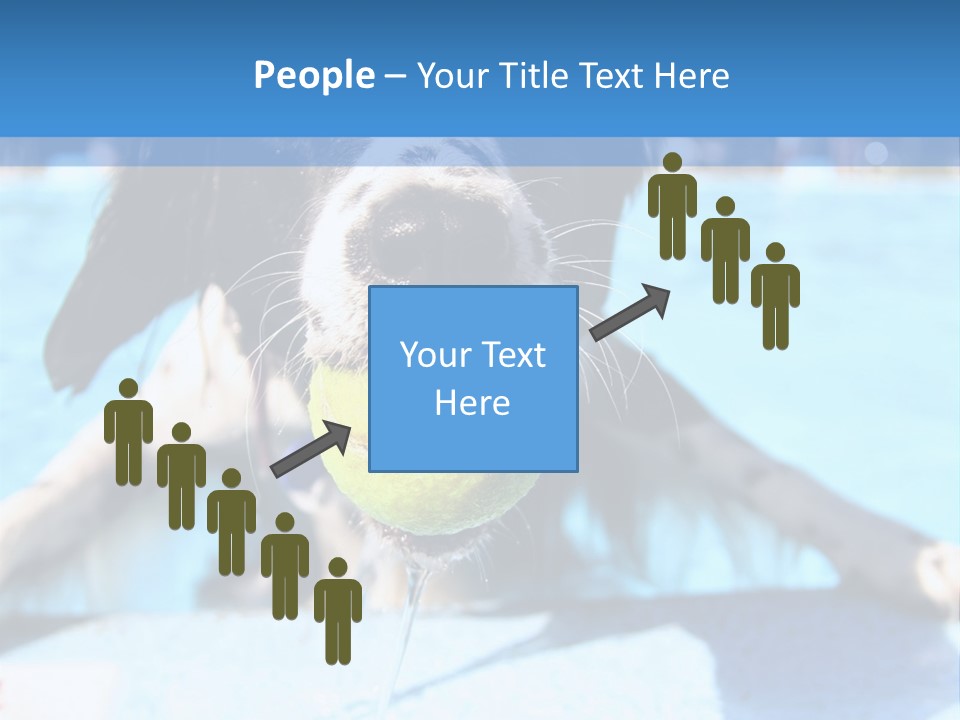 A Black And White Dog Holding A Tennis Ball In Its Mouth PowerPoint Template