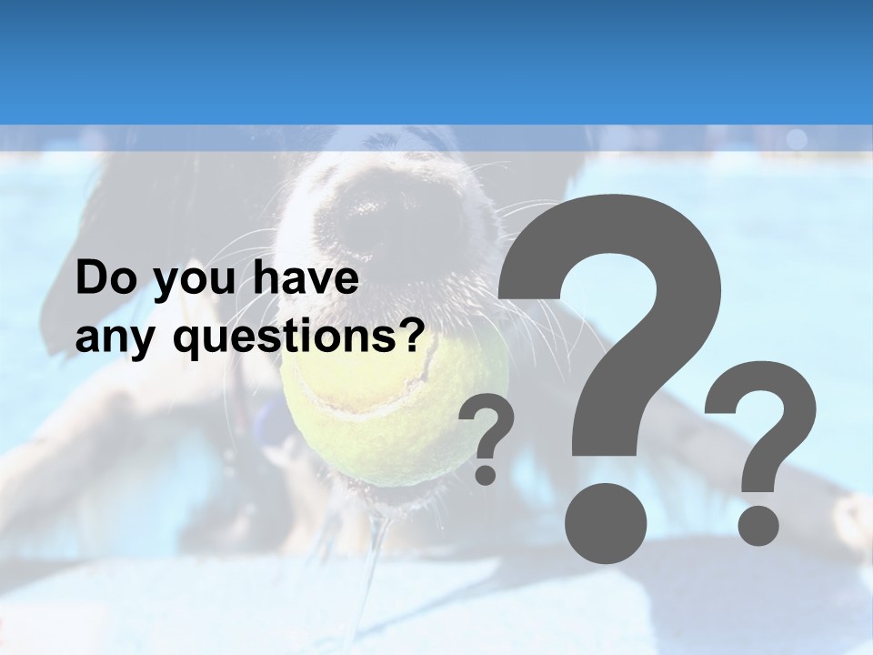 A Black And White Dog Holding A Tennis Ball In Its Mouth PowerPoint Template