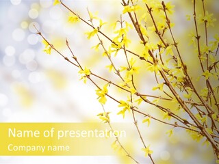 A Branch With Yellow Flowers On A Sunny Day PowerPoint Template