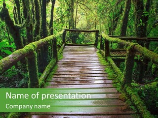 A Wooden Bridge In The Middle Of A Forest With Moss Growing On It PowerPoint Template