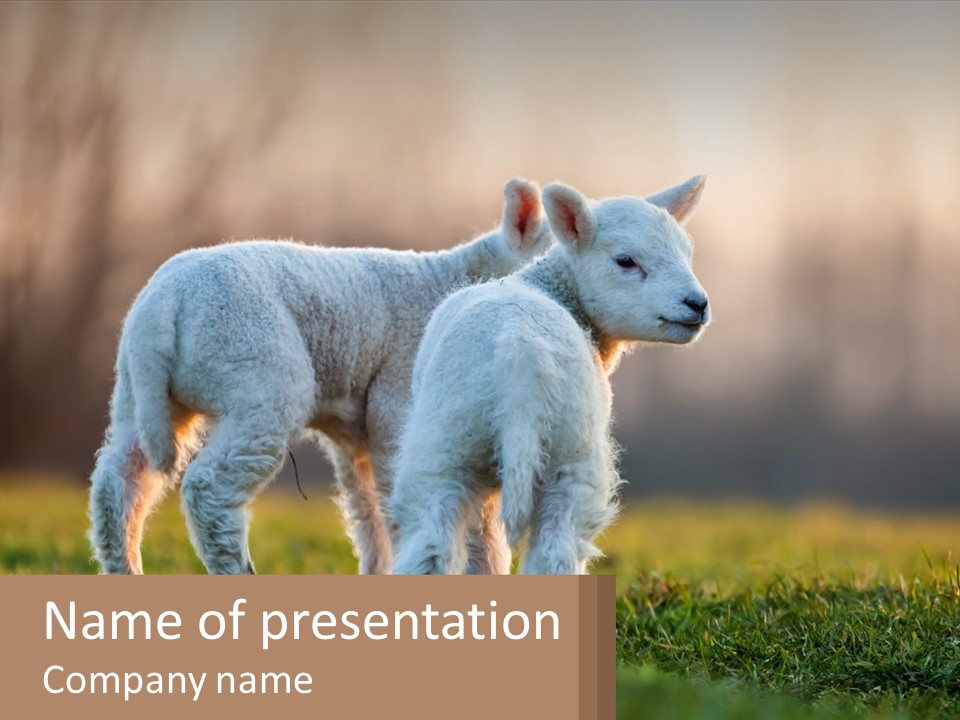 Two Lambs Are Standing In A Field Of Grass PowerPoint Template