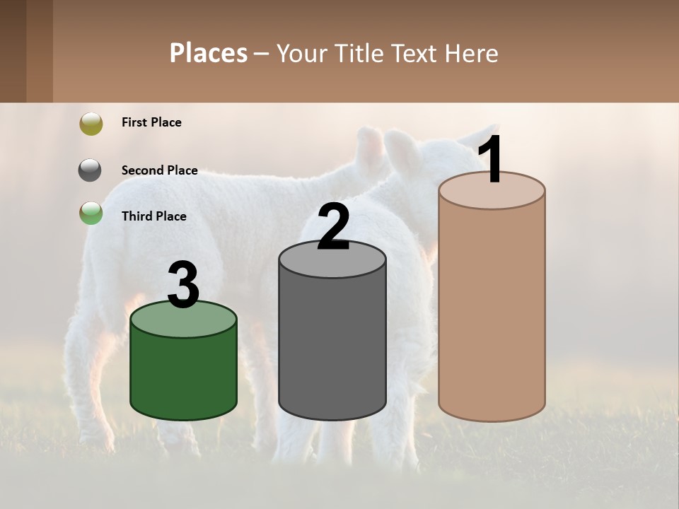 Two Lambs Are Standing In A Field Of Grass PowerPoint Template