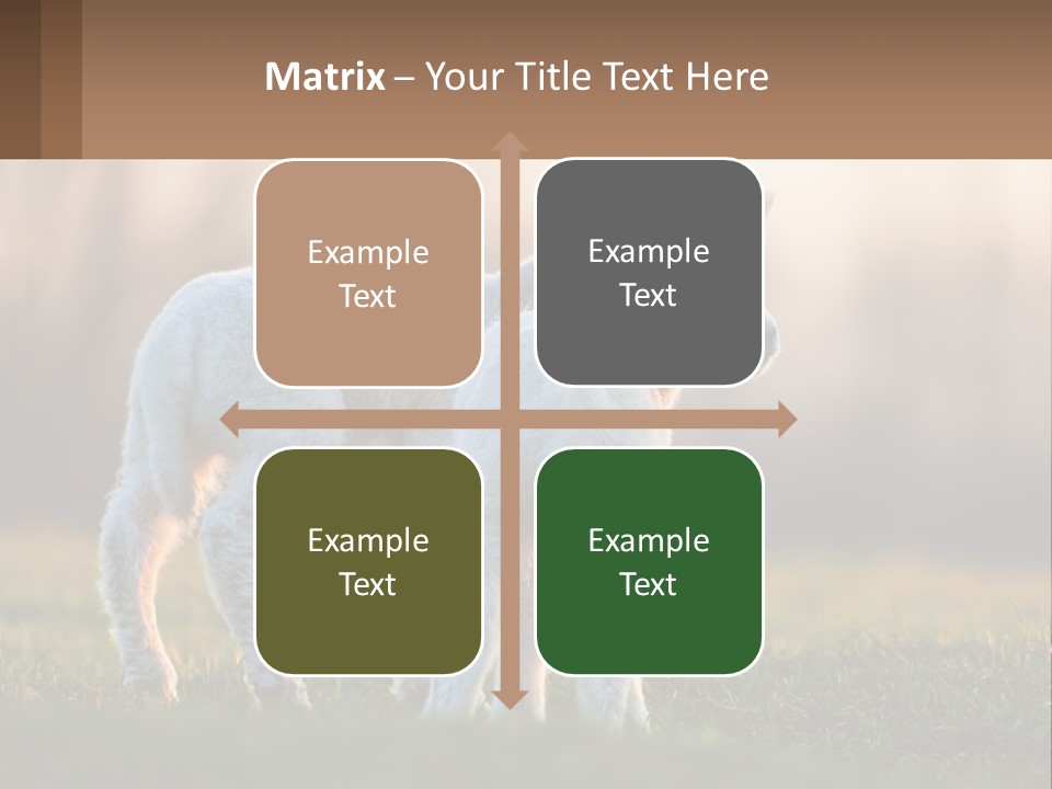 Two Lambs Are Standing In A Field Of Grass PowerPoint Template