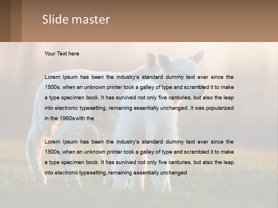 Two Lambs Are Standing In A Field Of Grass PowerPoint Template