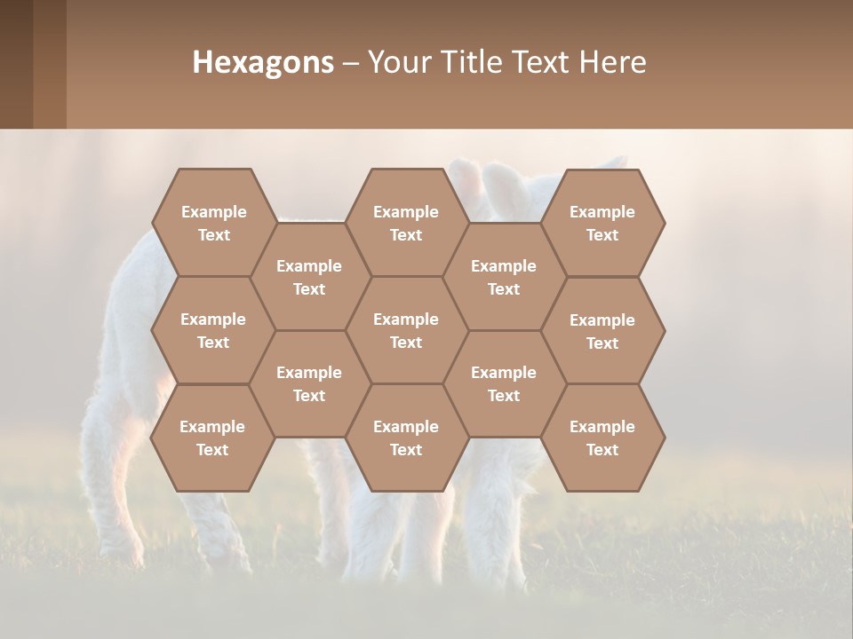 Two Lambs Are Standing In A Field Of Grass PowerPoint Template