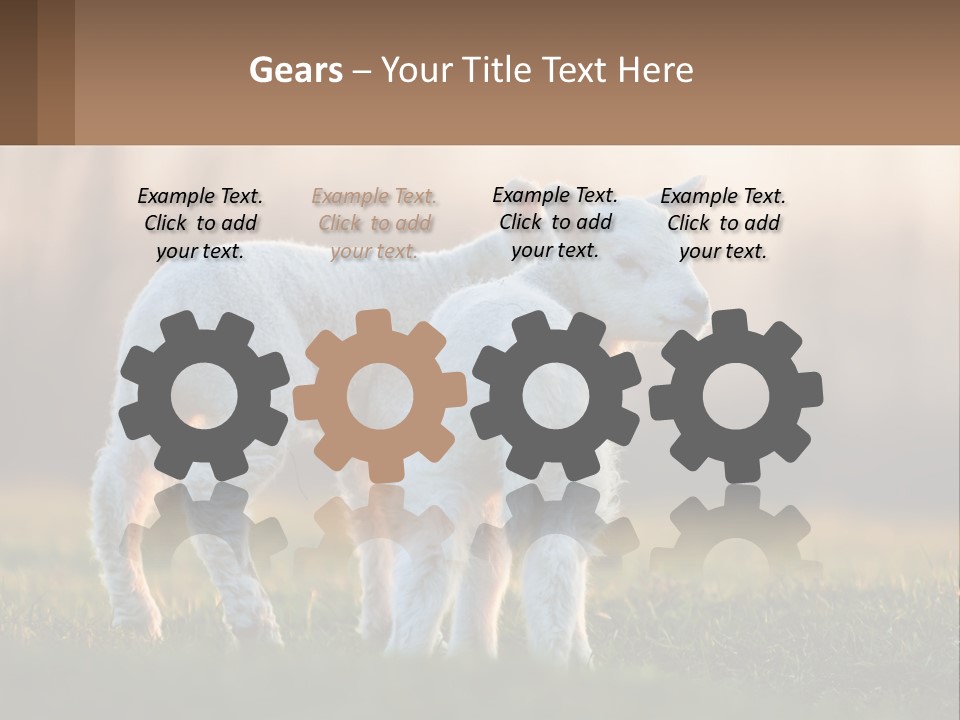 Two Lambs Are Standing In A Field Of Grass PowerPoint Template