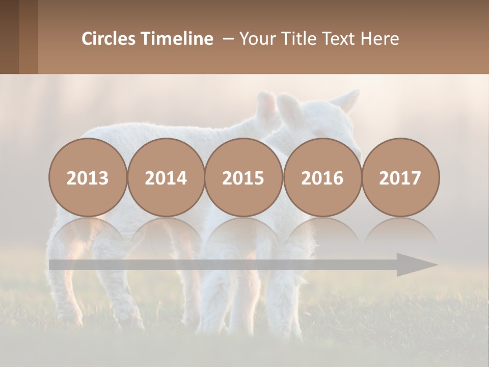 Two Lambs Are Standing In A Field Of Grass PowerPoint Template