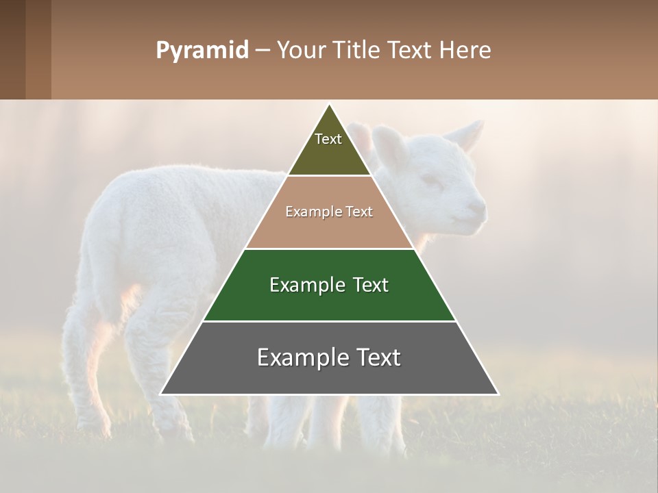 Two Lambs Are Standing In A Field Of Grass PowerPoint Template