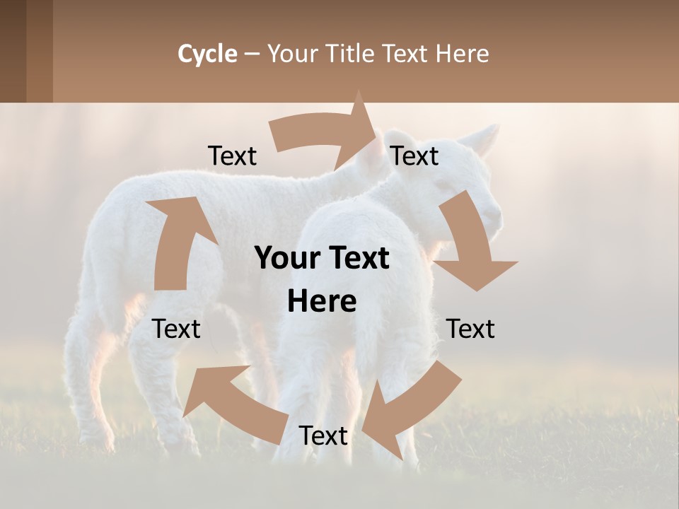 Two Lambs Are Standing In A Field Of Grass PowerPoint Template