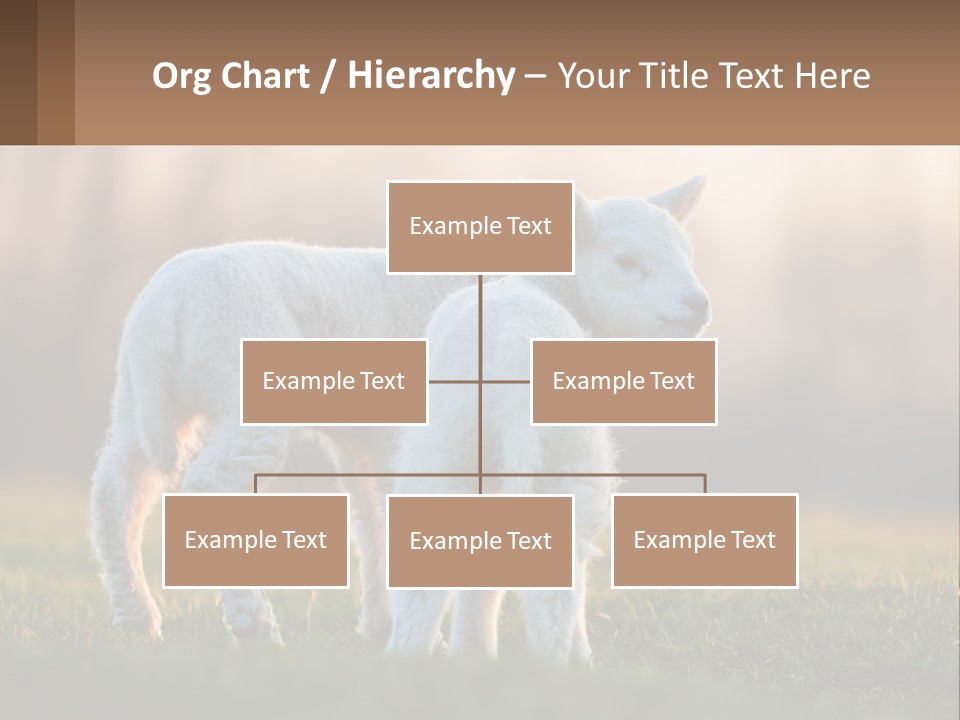 Two Lambs Are Standing In A Field Of Grass PowerPoint Template