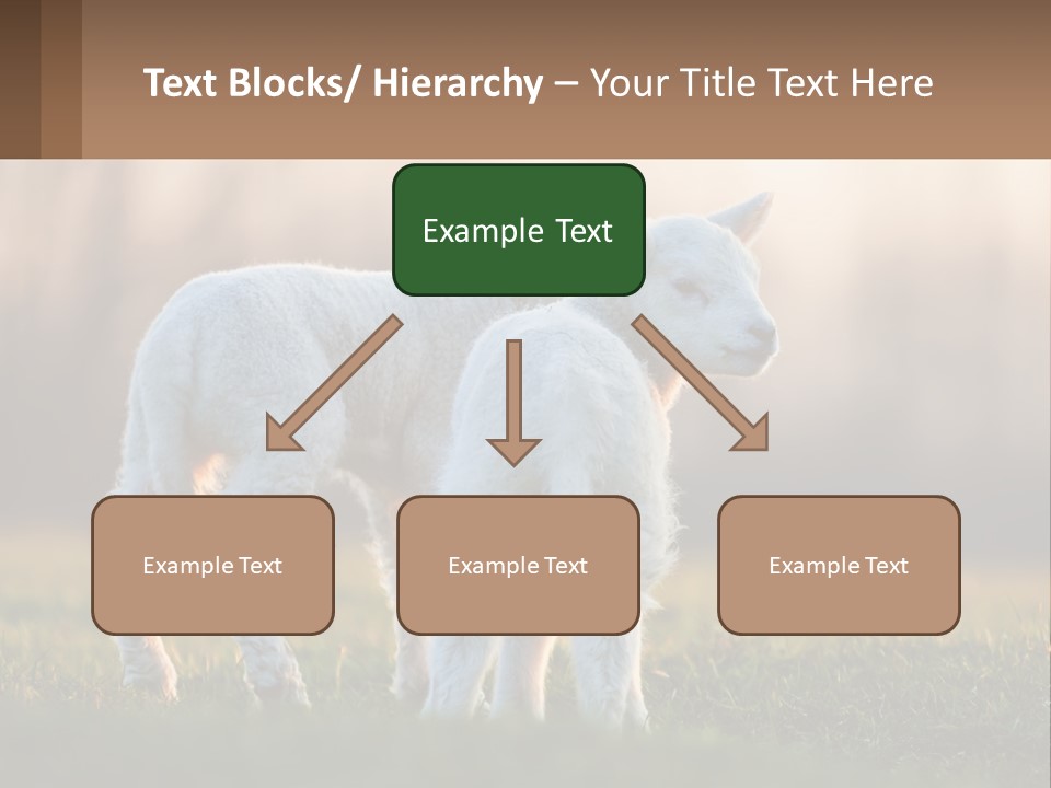 Two Lambs Are Standing In A Field Of Grass PowerPoint Template