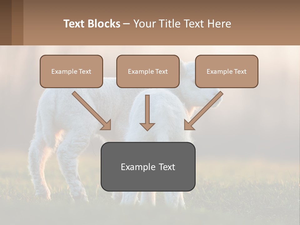 Two Lambs Are Standing In A Field Of Grass PowerPoint Template