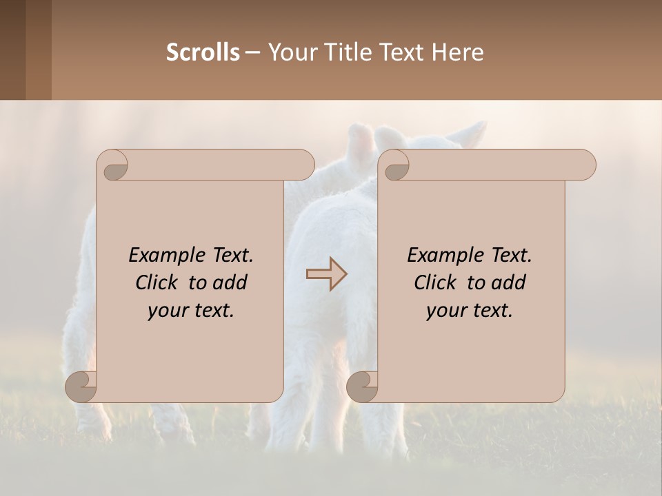 Two Lambs Are Standing In A Field Of Grass PowerPoint Template