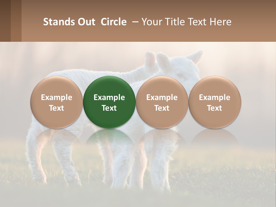 Two Lambs Are Standing In A Field Of Grass PowerPoint Template