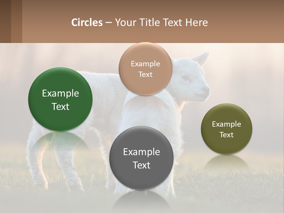 Two Lambs Are Standing In A Field Of Grass PowerPoint Template